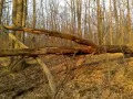 open picture: «Tumbled down tree»
