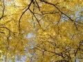 open picture: «The Turned yellow tree»