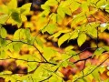 open picture: «Turned yellow leaves»