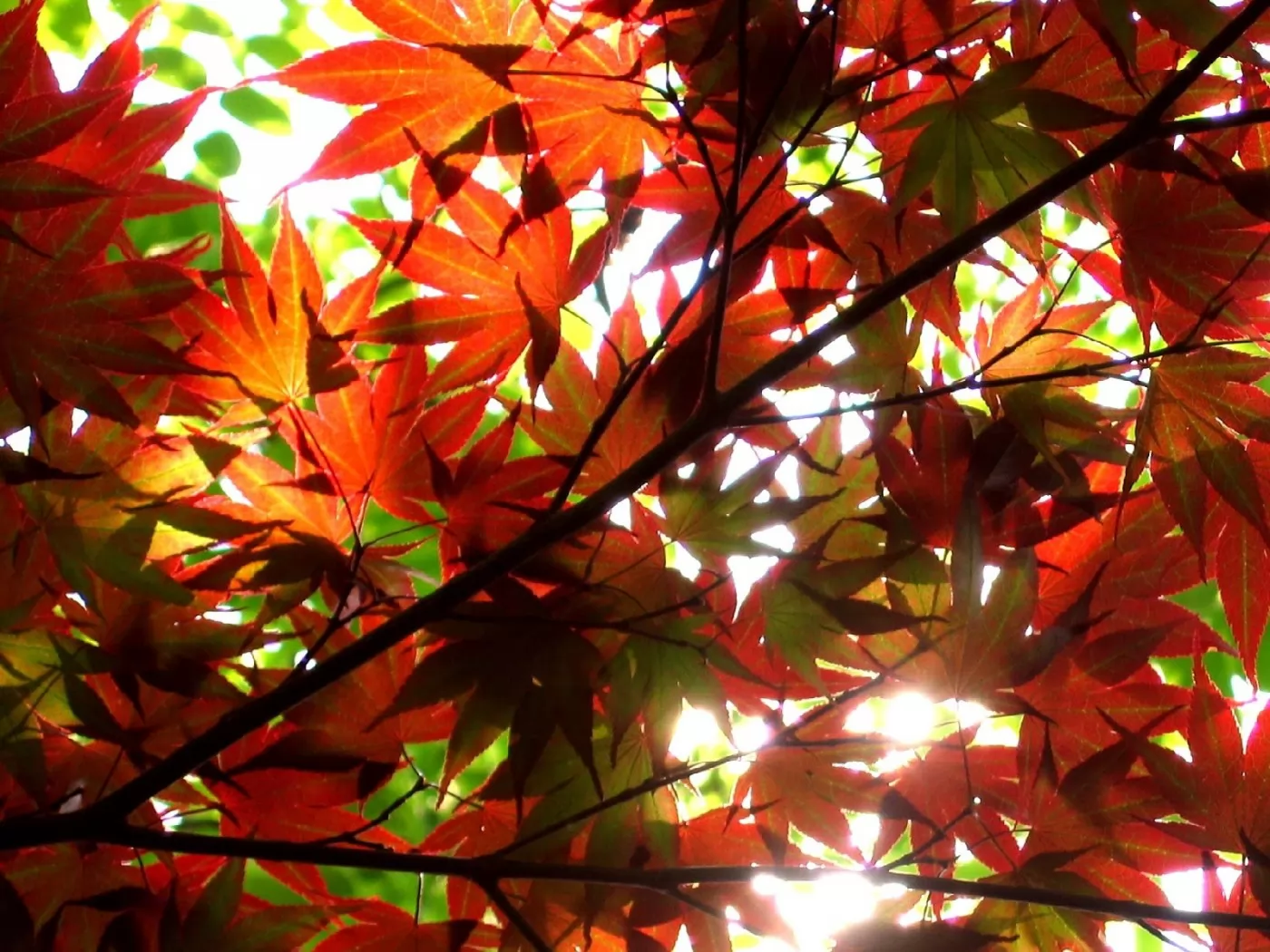 Мерцающие осенние листья