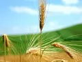 выбранное изображение: «Пшеничные колоски»