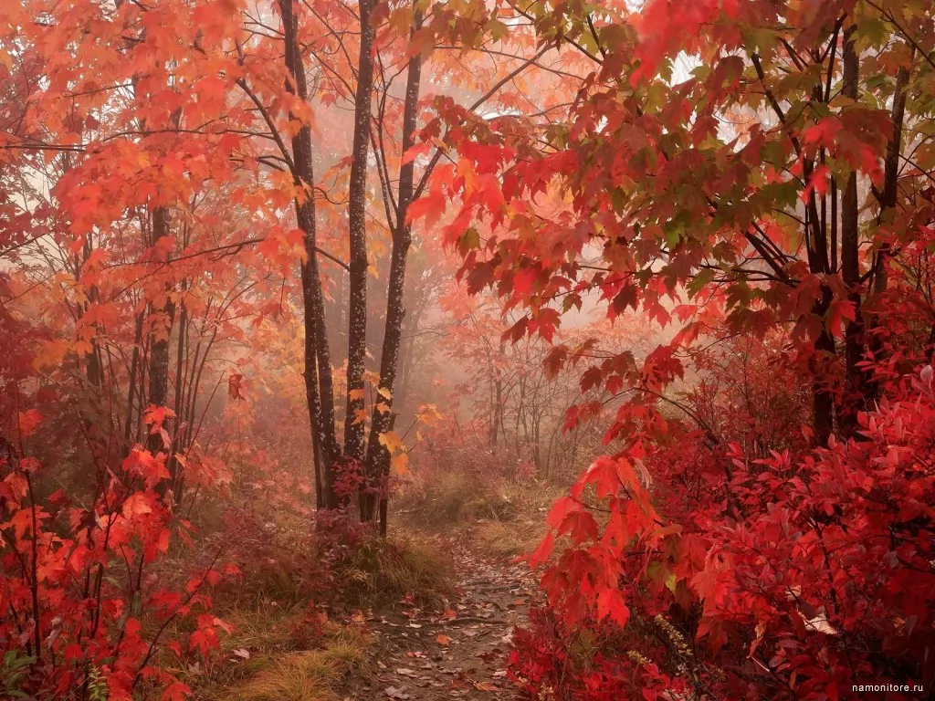 Red Forest, , , , ,  