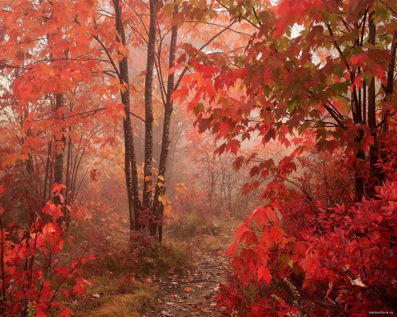 Red Forest, , , , ,  