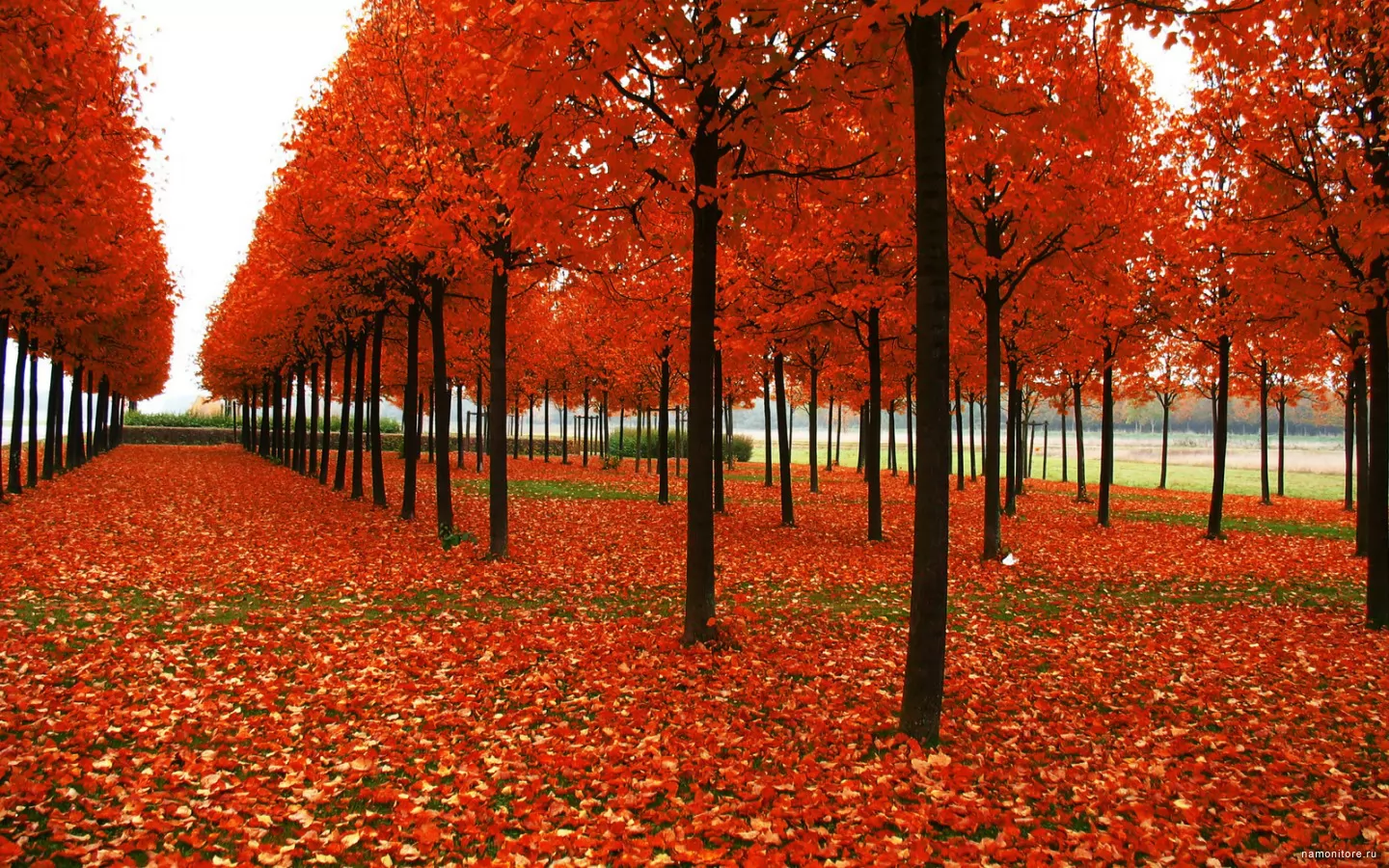 Красное утро, коричневое, оранжевое, осень, природа х
