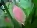 Pink leaf