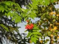 current picture: «Mountain ash branch»