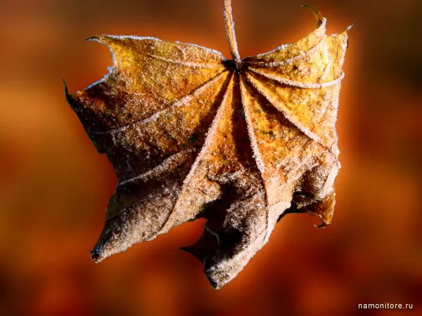 Сморщенный листок, Осень