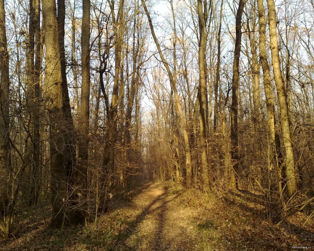 Солнечная дорога в осеннем лесу, коричневое, лес, осень, природа, унылое х