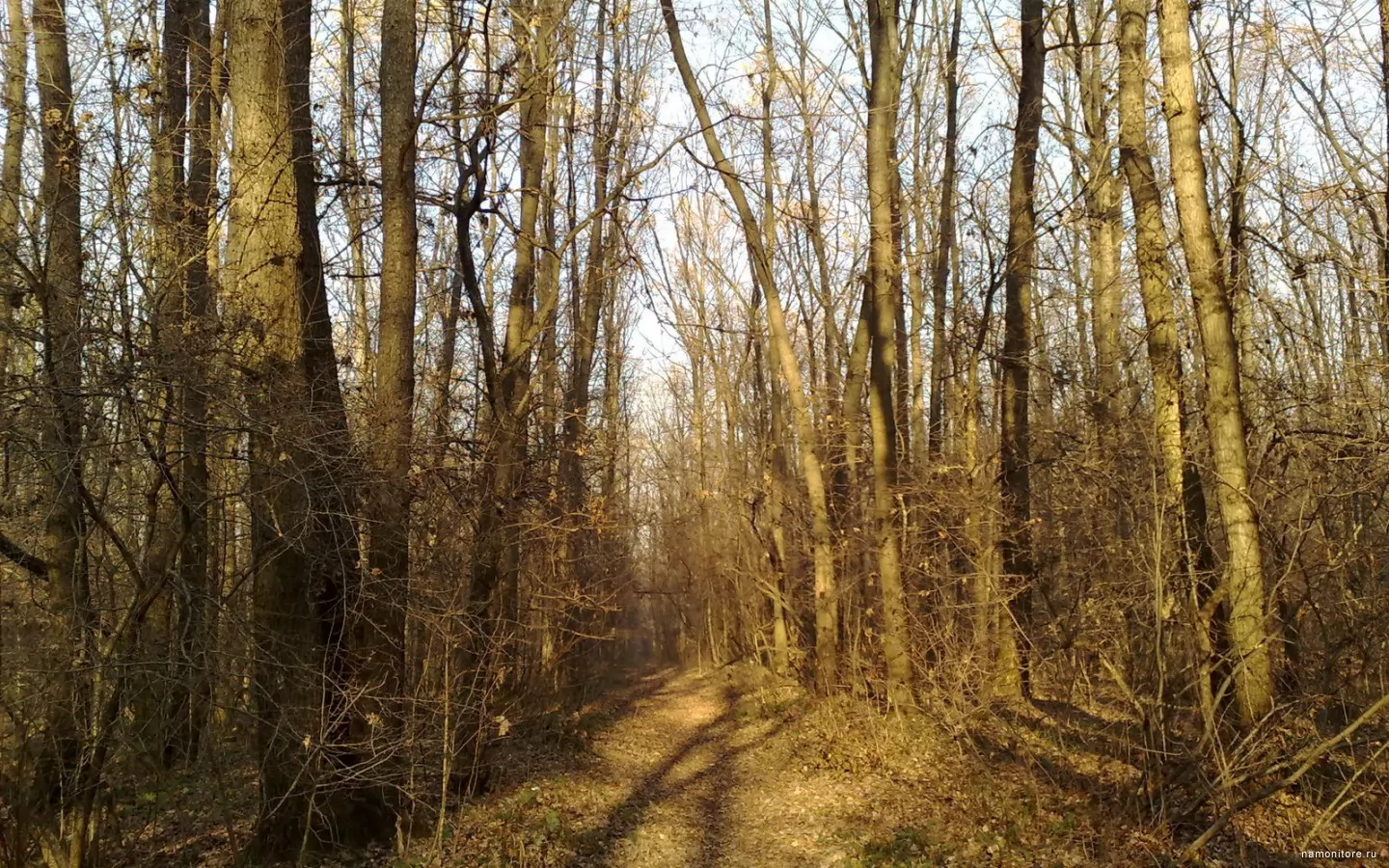 Солнечная дорога в осеннем лесу, коричневое, лес, осень, природа, унылое х
