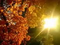 open picture: «Solar autumn day»