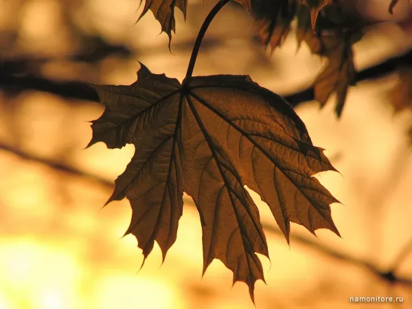 Dry maple leaf, Autumn