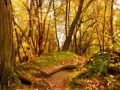 open picture: «Footpath in forest»
