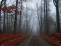 open picture: «Foggy road»