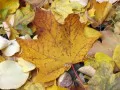 open picture: «Fallen leaves»