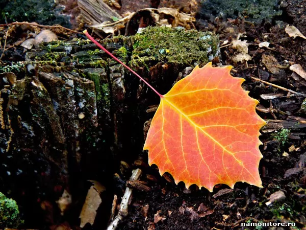 Fallen leaf, Autumn