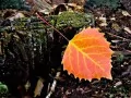 current picture: «Fallen leaf»