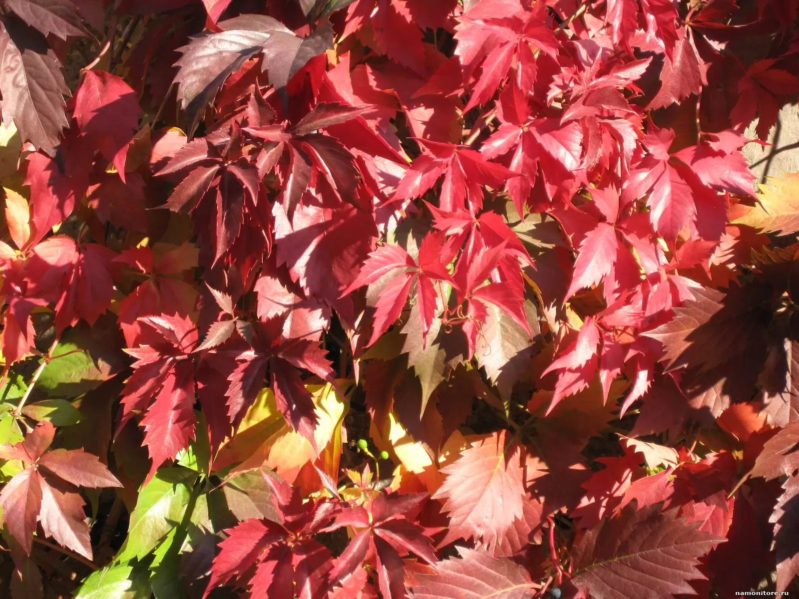 Red tones. Toned autumn.