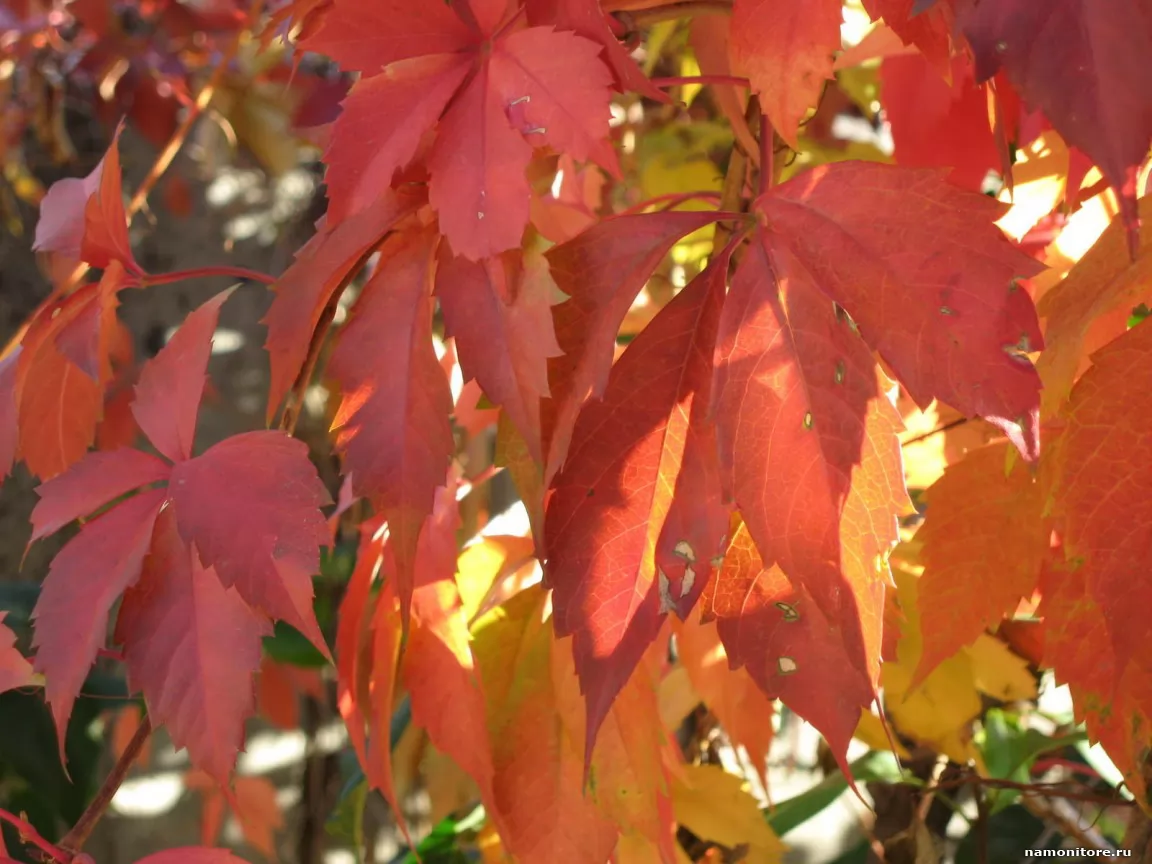 In autumn beams, autumn, nature, red x
