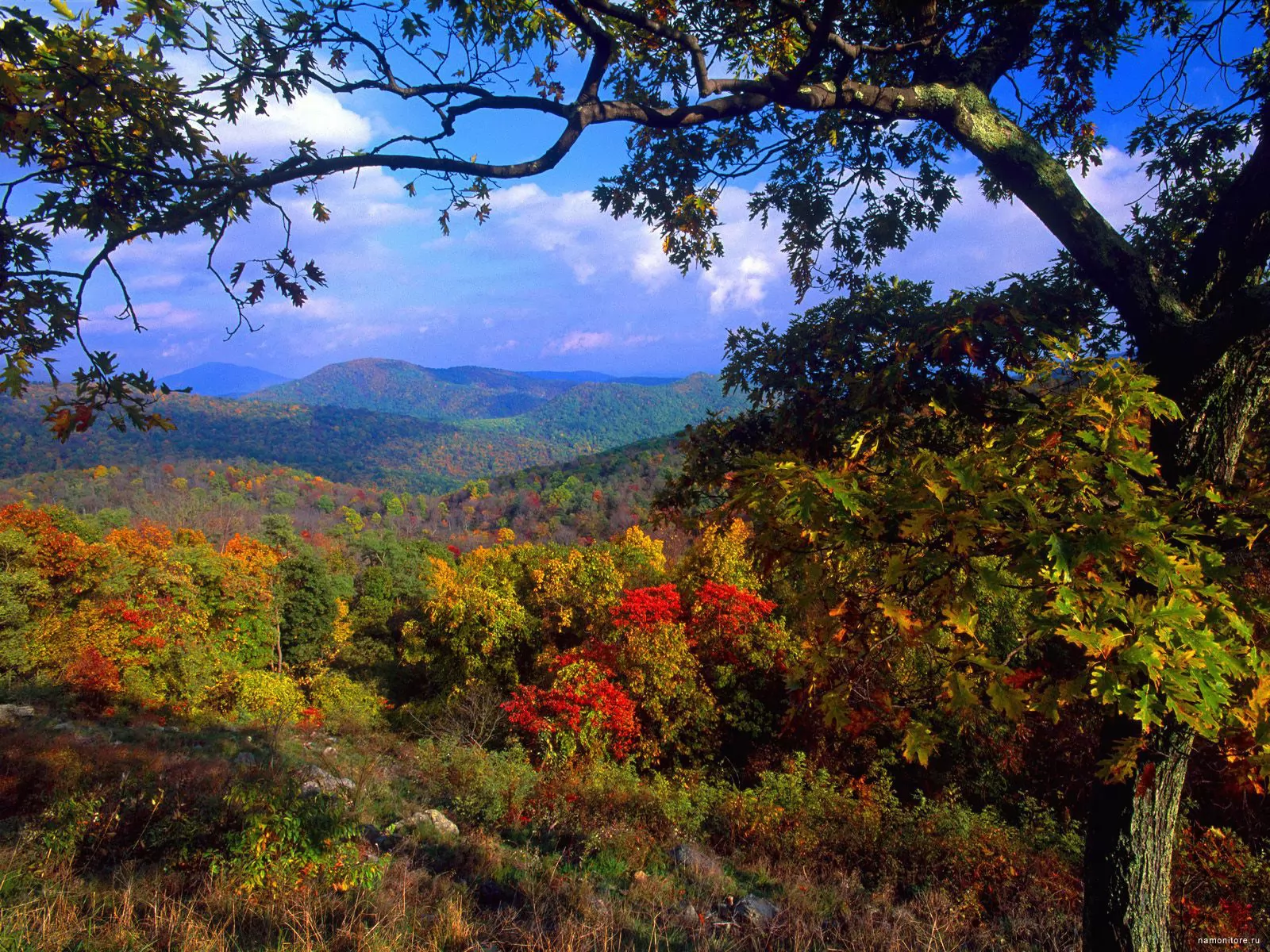Вирджиния, осенний горизонт, Америка, лес, осень, пейзажи, природа х