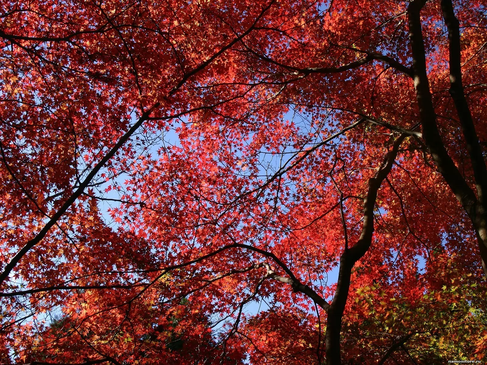 High trees. Красная осень. Осень высокие деревья. Осенняя природа красная. Красное дерево.