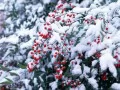 open picture: «Berries under snow»