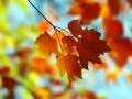 current picture: Bright autumn