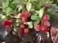 Frosts