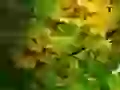 Turning yellow leaves