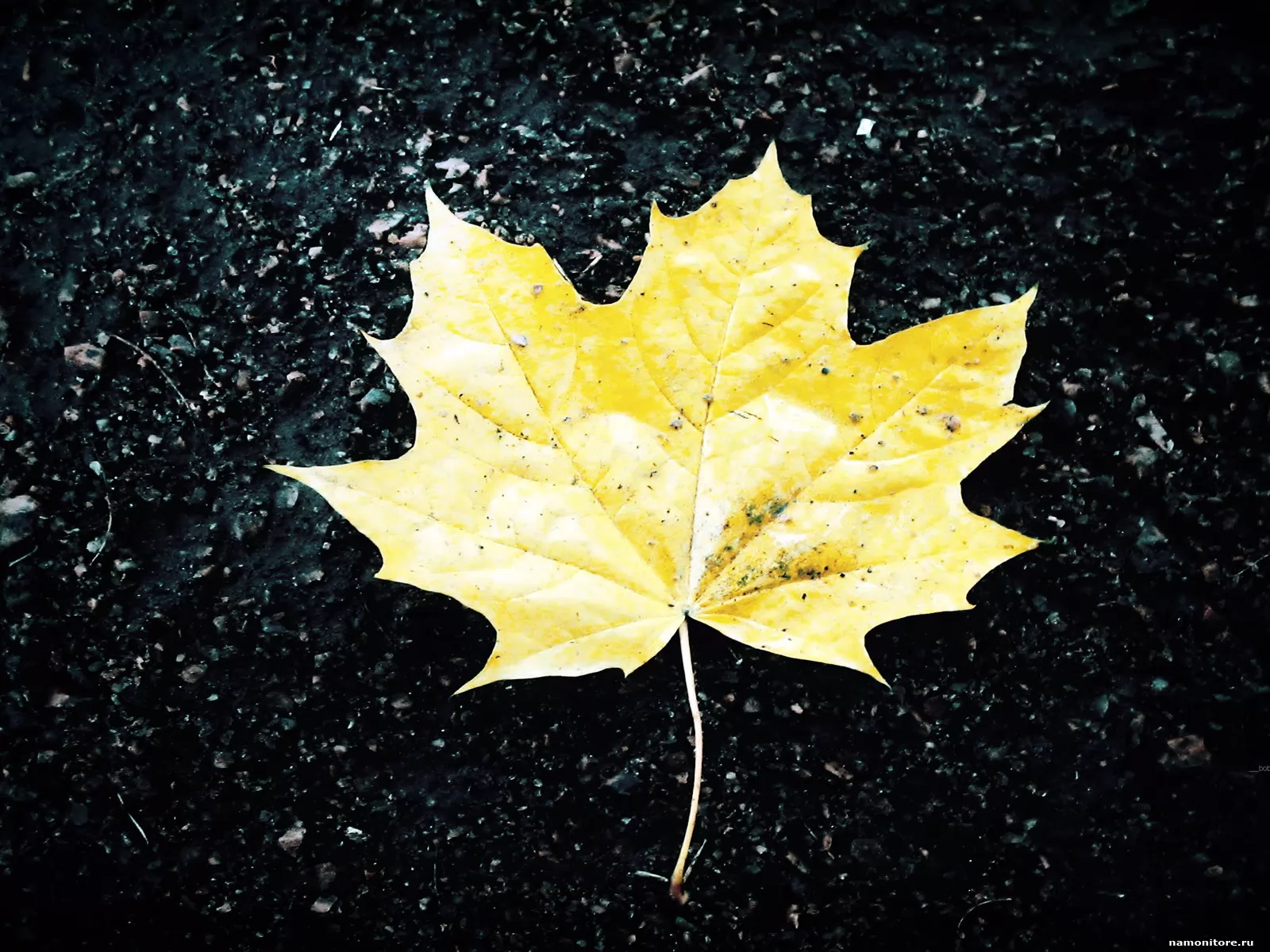 Жёлтый лист кленовый, жёлтое, осень, природа, чёрное х