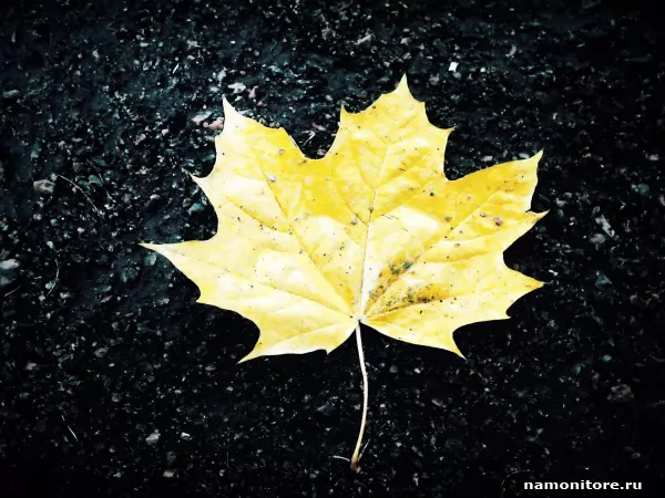 Жёлтый лист кленовый, Осень