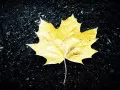current picture: «Yellow sheet maple»