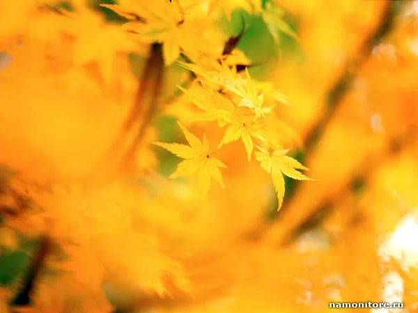 Yellowness, Autumn