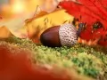 open picture: Acorn