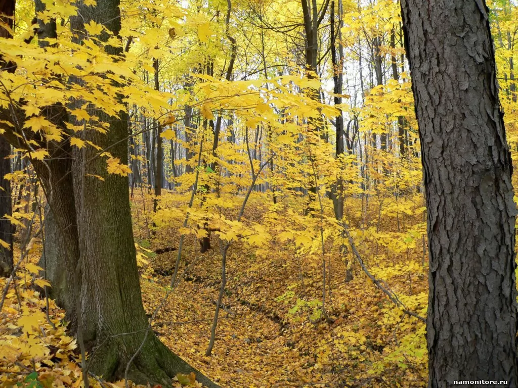 Mellow autumn, autumn, forest, golden, nature, yellow x