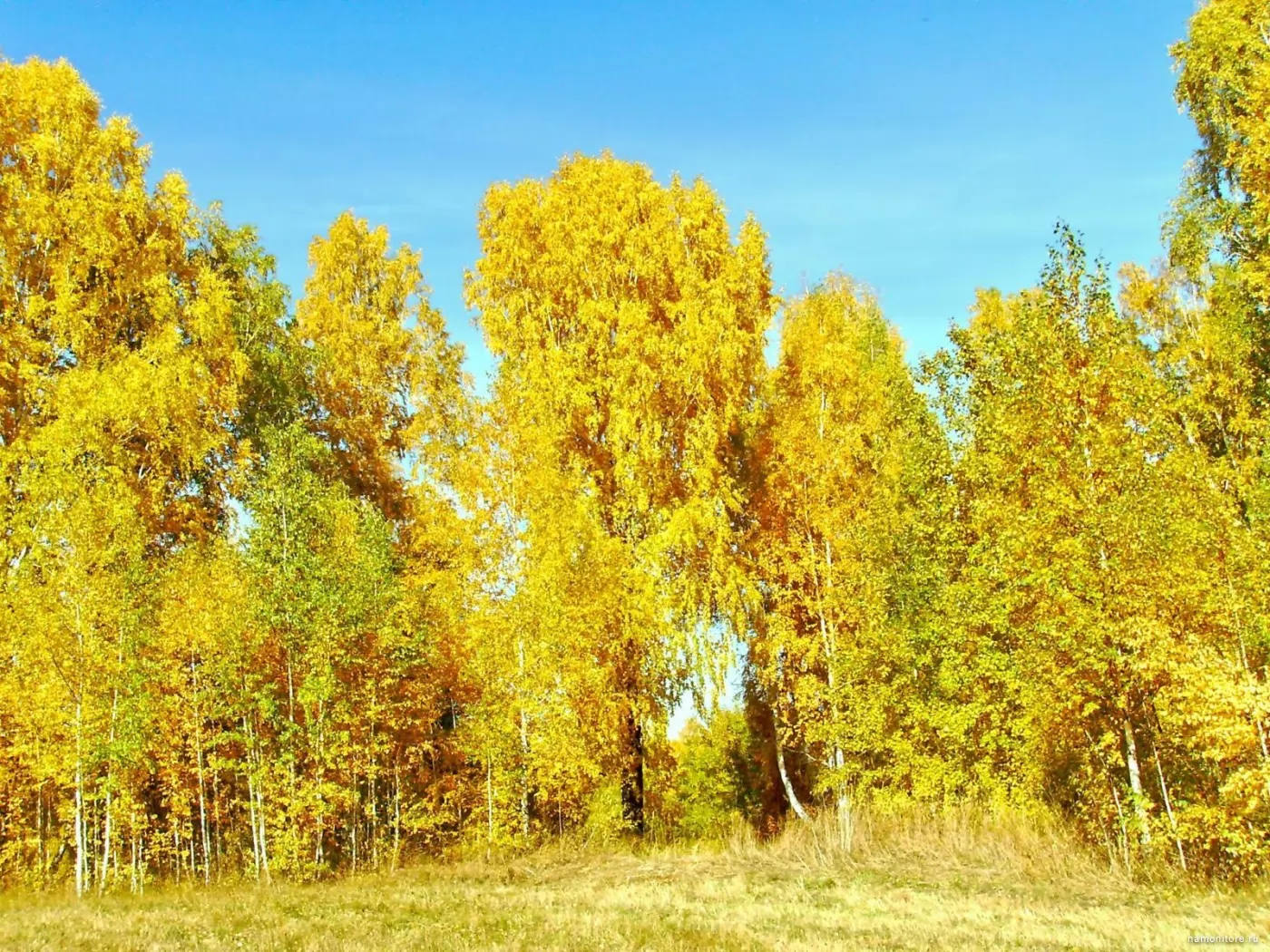 Осенний лес в Сибири