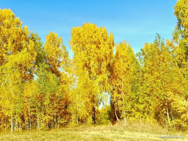 Золотая осень в Сибири, Осень