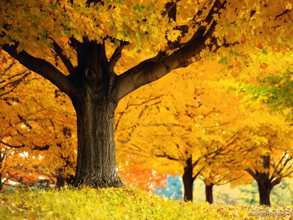 Golden colors of autumn, Autumn