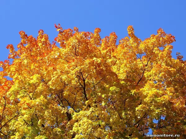 Gold maple, Autumn