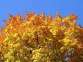 current picture: Gold maple