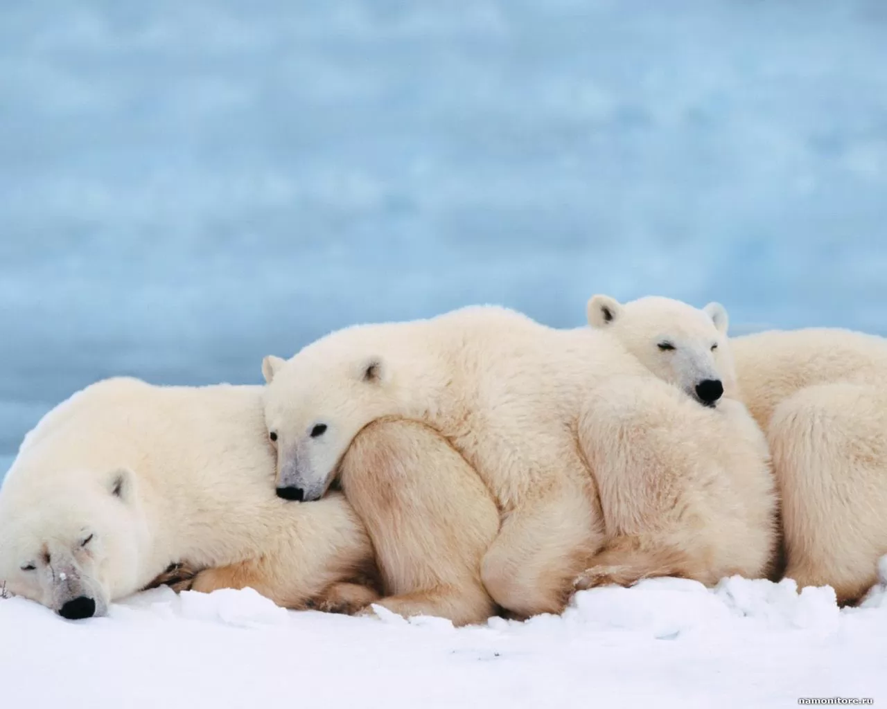 Polar bears. A halt, animals, bears, winter x