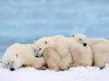 open picture: «Polar bears. A halt»