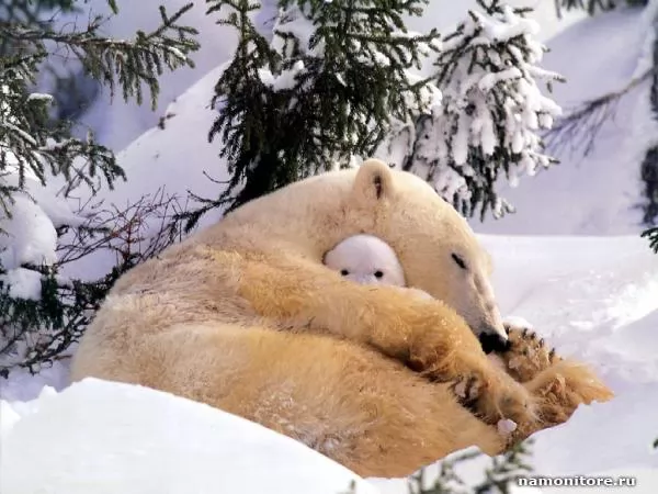 Polar bear, Bears