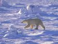 open picture: «Polar bear, going on snow-covered desert»