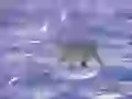 Polar bear, going on snow-covered desert
