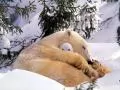 current picture: «Polar bear»