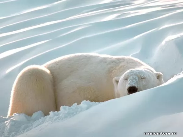 Белый медведь, спящий на снегу, Медведи