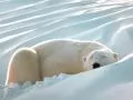open picture: «a Polar bear sleeping on snow»
