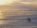 The going bear on snow desert