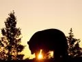 a bear Going on a sunset
