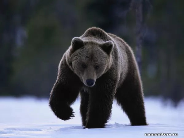 Brown and sober bear, Bears